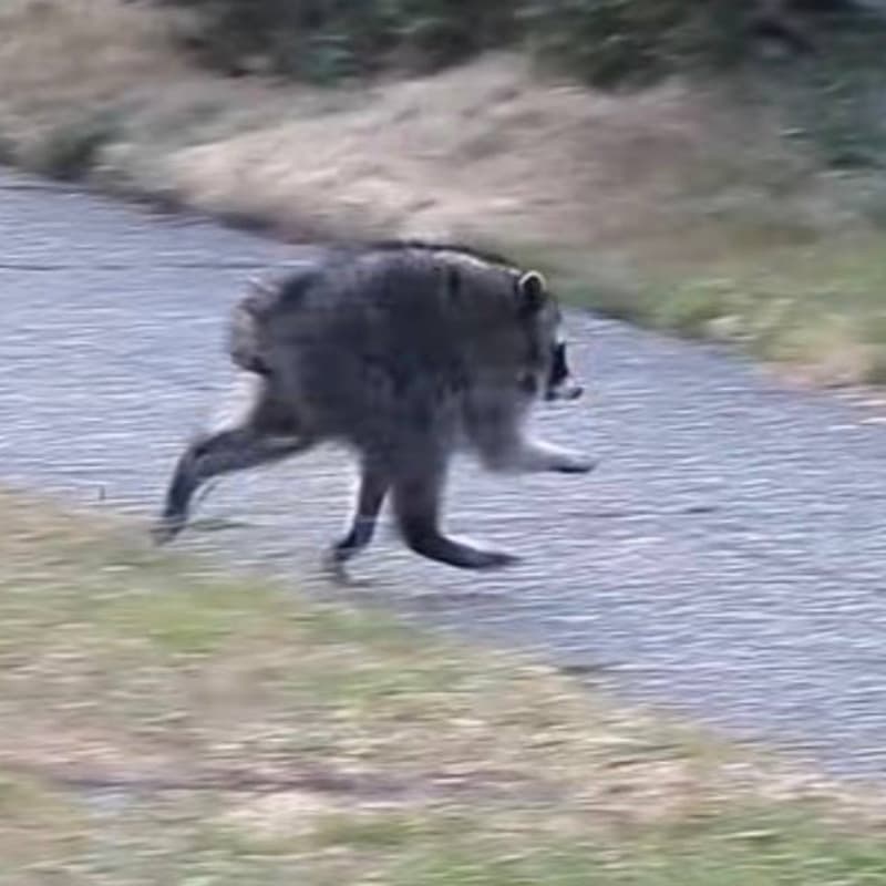 JIMOTHY, certified trash panda